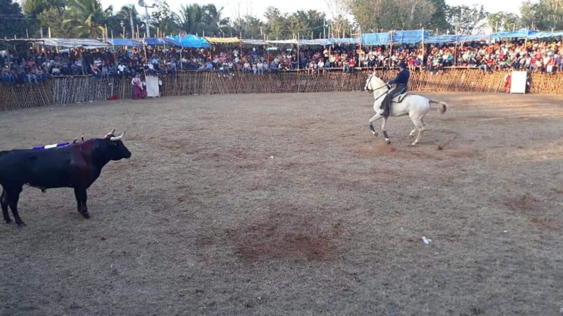 Denuncian intento por revocar la prohibición de espectáculos con animales en Quintana Roo