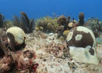 Enfermedad de síndrome blanco llega a niveles ‘críticos’ en el Caribe Mexicano