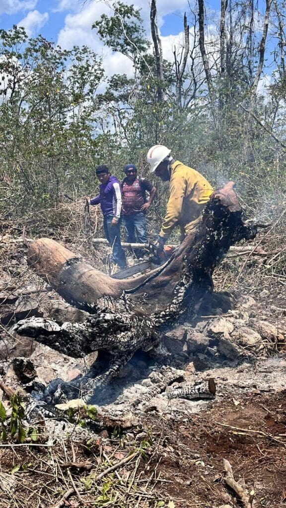 Siguen activos cuatro incendios forestales en Quintana Roo