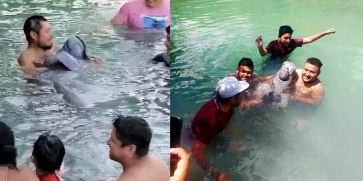 Profepa investiga a quienes maltrataron a Daniel el Manatí