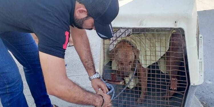 En Solidaridad se castiga el maltrato animal