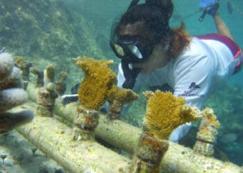 Aumenta siembra de coral en el Parque Natural Chankanaab de Cozumel