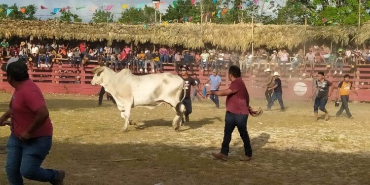 Con corte de ceiba y sin corrida de toros, inician festejos de San Isidro en Kantunilkín