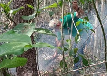 Secretaría de Medio Ambiente va contra los desarrolladores que provoquen incendios