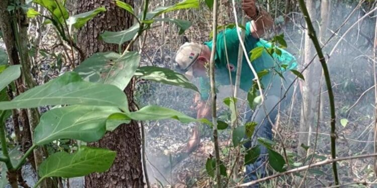 Secretaría de Medio Ambiente va contra los desarrolladores que provoquen incendios