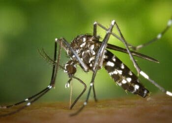 Quintana Roo, primer lugar a nivel nacional en casos de dengue