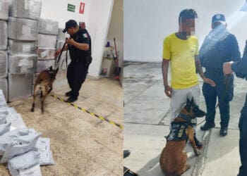 Binomios caninos, la importancia de su trabajo en Seguridad y Protección 
