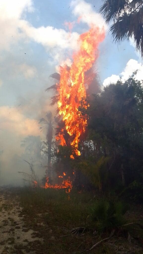 Arde manglar en las inmediaciones del bulevar Colosio de Cancún