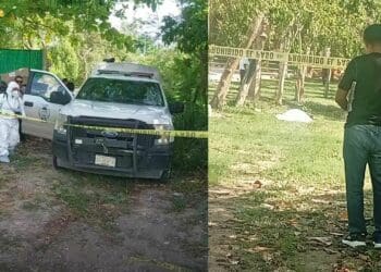 Mata enjambre de abejas a un hombre en una universidad de Chetumal