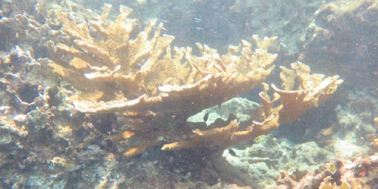 Provocan altas temperaturas blanqueamiento de corales en el Caribe mexicano; Puerto Morelos, el más afectado