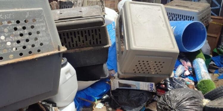 Sin registro, “refugio animal” de Cancún donde hallaron 23 perros muertos; Ayuntamiento colabora con Fiscalía
