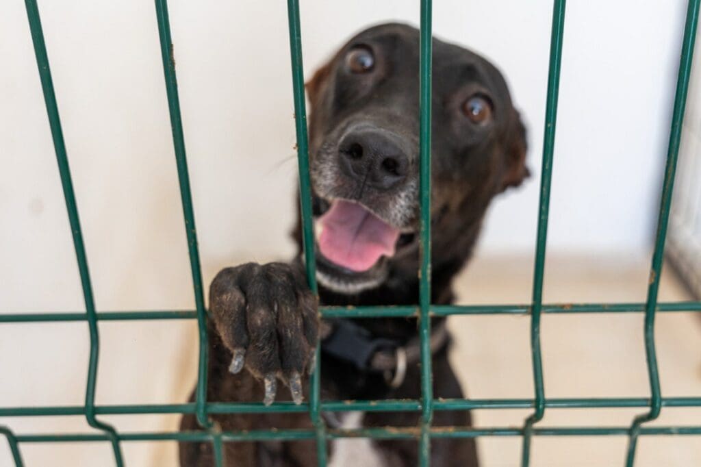 En Solidaridad se da trato digno y se promueve la adopción canina