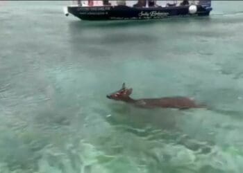Bambi, ahí no es: rescatan a venado en mar abierto en Cozumel