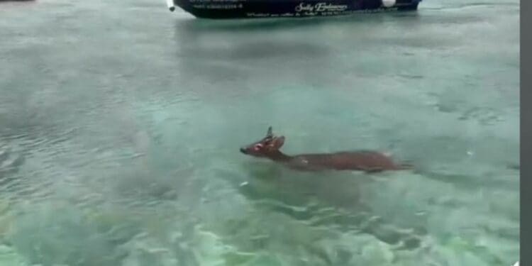 Bambi, ahí no es: rescatan a venado en mar abierto en Cozumel