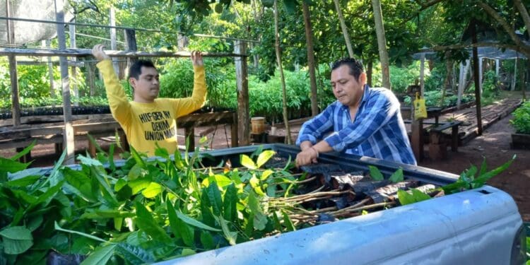 Invita SEMA a participar en la Mega Arborización en todo Quintana Roo