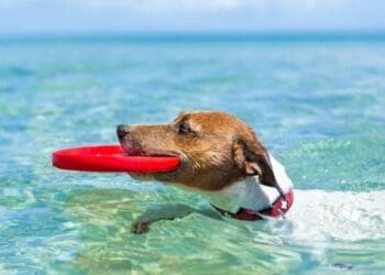 ¿Llevas a tus perros a la playa? Tu mascota podría contagiar con hasta 22 enfermedades a las personas: zoonosis