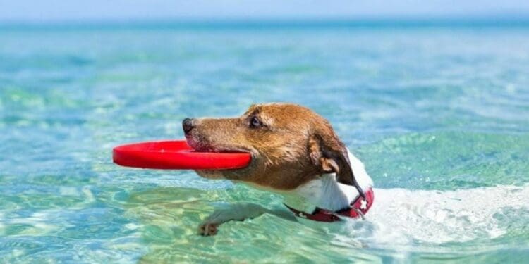 ¿Llevas a tus perros a la playa? Tu mascota podría contagiar con hasta 22 enfermedades a las personas: zoonosis