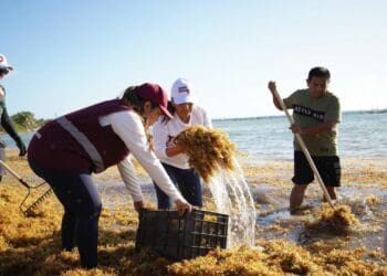 ¡Al fin! Adiós al sargazo; termina la temporada 2023 en el Caribe Mexicano