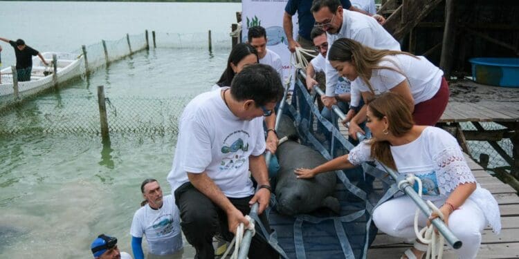 Encabeza Mara Lezama liberación de Pompeyo en el Santuario del Manatí