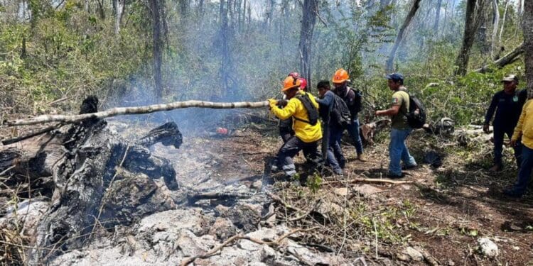Hasta 20% de incendios forestales en Cancún son provocados; la mayoría, en zonas irregulares