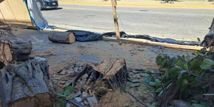 Sanción ejemplar; multan con 320 mil pesos a empresa que taló árboles en Playa del Carmen.