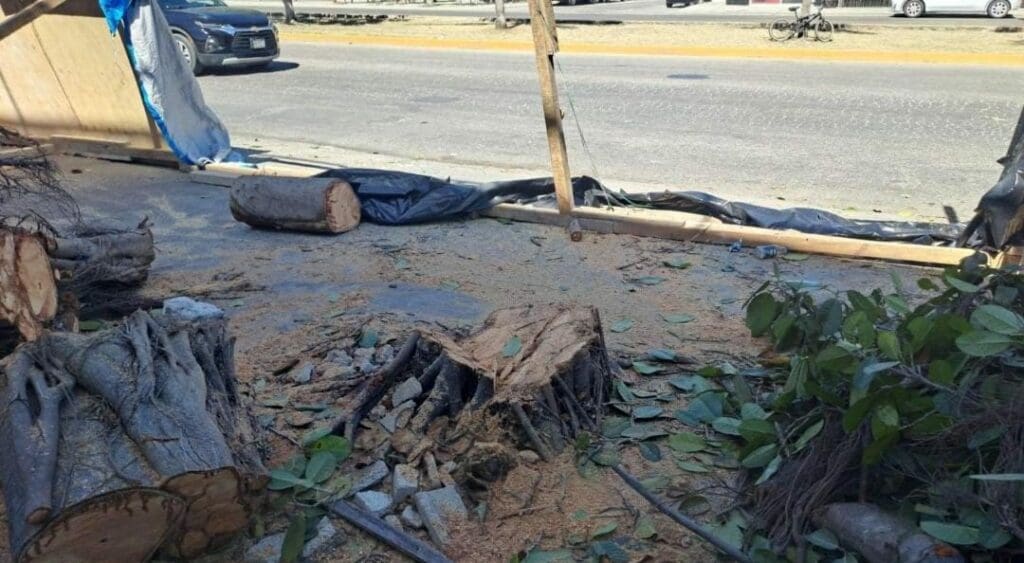 Sanción ejemplar; multan con 320 mil pesos a empresa que taló árboles en Playa del Carmen.