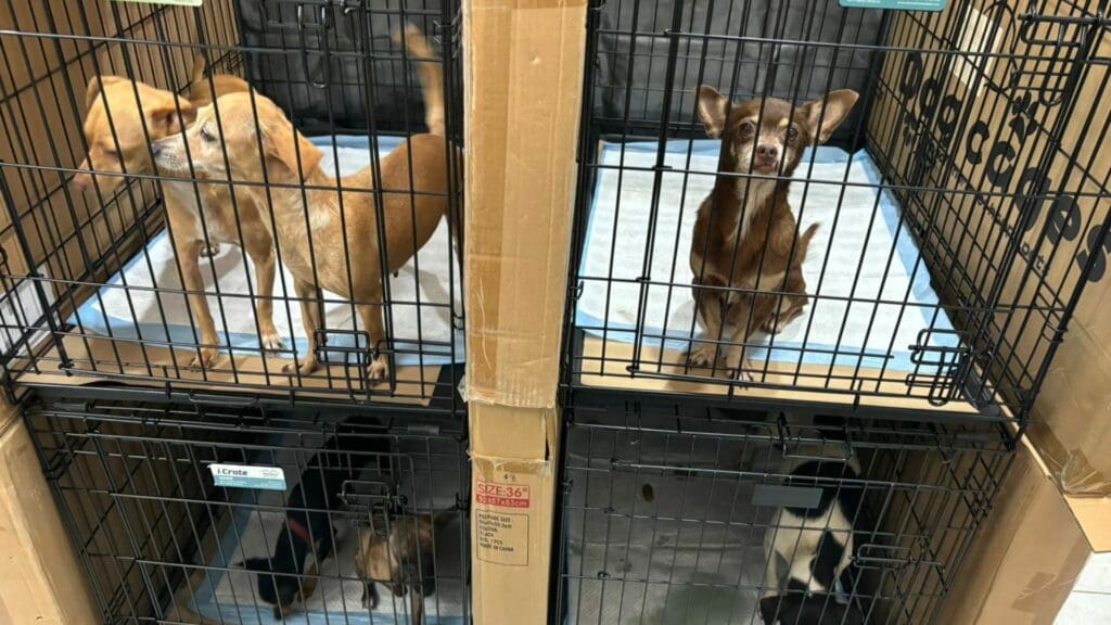 Refugios para animales fueron prioridad en Quintana Roo durante el paso del huracán “Beryl”