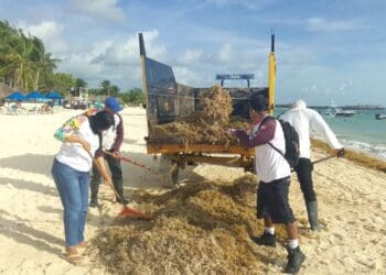 Gobierno de Estefanía Mercado atiende recale atípico de sargazo en playas provocado por surada