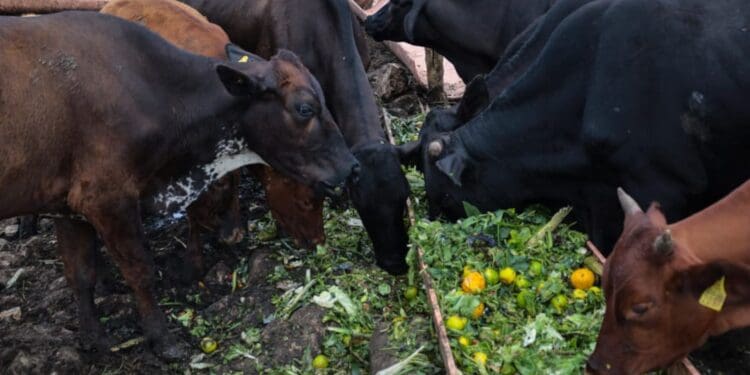 Gobierno de Estefanía Mercado fortalece el potencial del sector productivo de Playa del Carmen