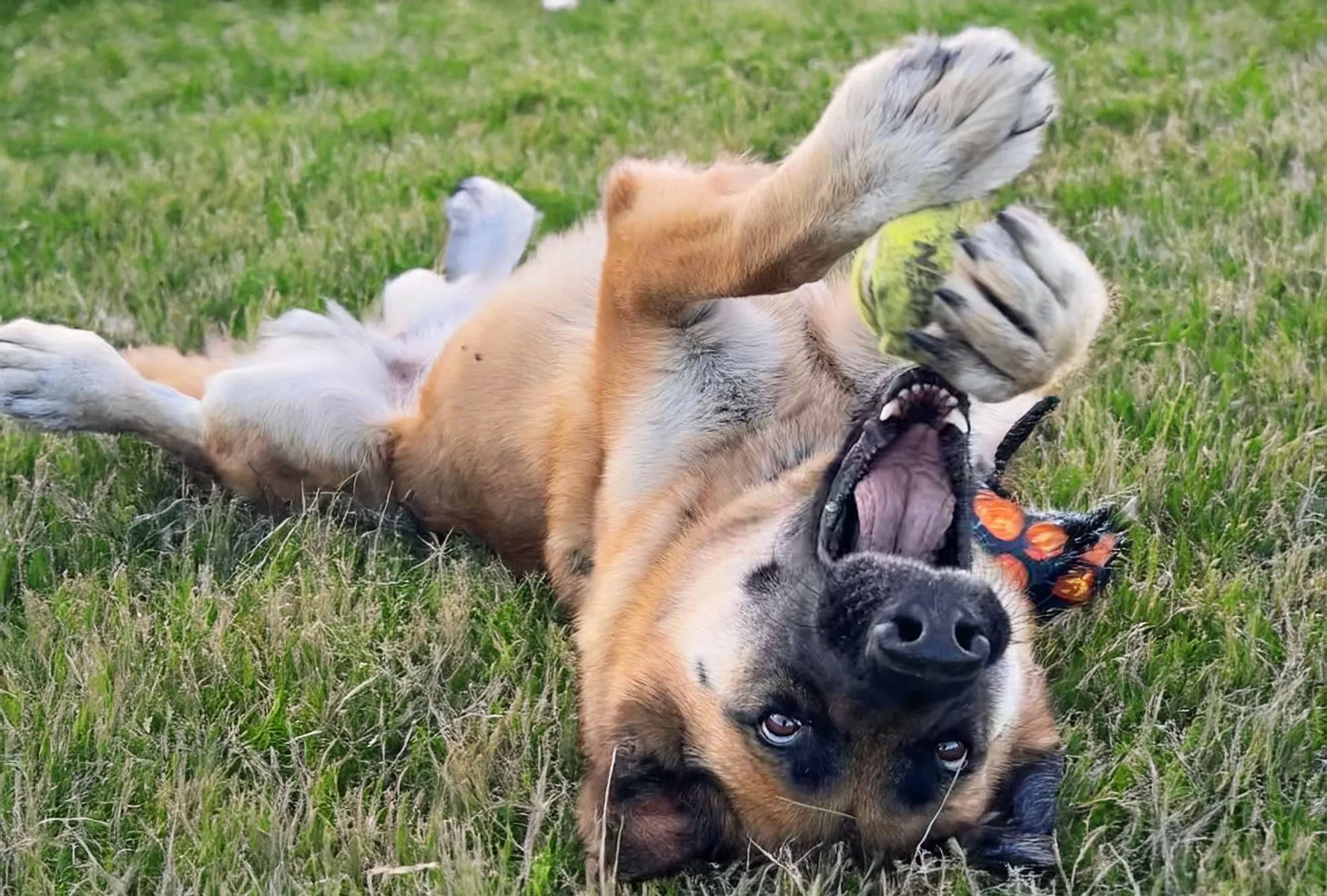 A joyful dog is captured mid-run in a sunlit grassy field. The dog appears energetic and playful, with its ears perked up and mouth open, possibly panting or smiling. The background features lush green grass and some blurred natural elements, emphasizing the lively and carefree mood of the scene. This vibrant image showcases the beauty of outdoor playtime for pets.