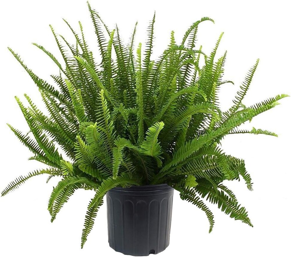 Shrub Kimberly Queen Fern, 10 inch, Deep Green Foliage
