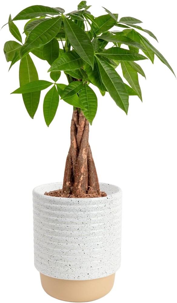 Costa Farms Money Tree (Pachira Aquatica) Live Indoor Bonsai-Style Plant, 12-16 Inches Tall, Braided Trunk Houseplant in Decorative Pot, Easy Care Pet-Friendly Decor