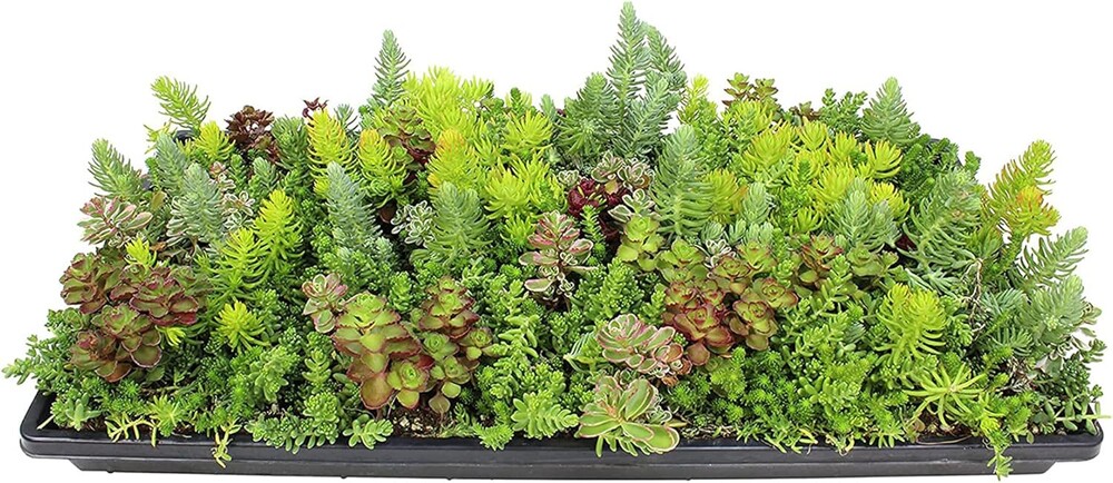 Non-Toxic 10 in. x 20 in. Sedum Groundcover Mat, Live Succulents, Pet Friendly Plants for Cats & Dogs, Drought Resilient, Hardy Stonecrop for Landscaping, Easy Care