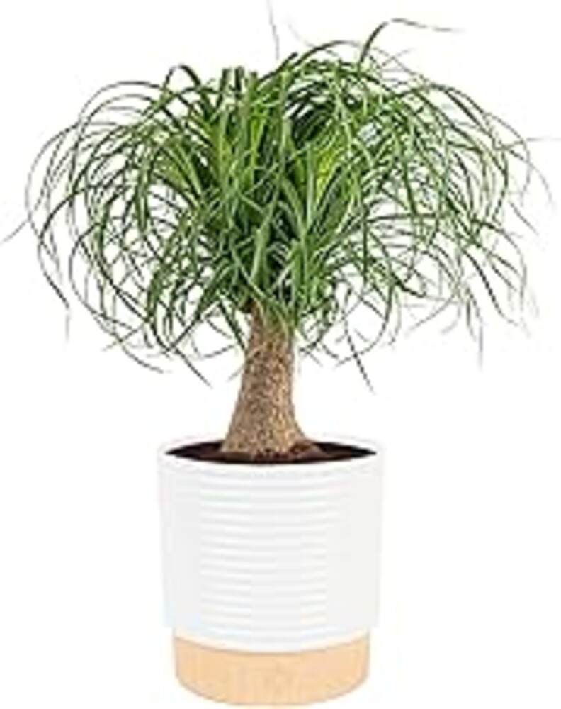 Costa Farms Ponytail Palm Live Plant in Decorative Pot, Easy to Maintain Indoor Houseplant, Perfect for Home, Room, or Office Decor, Great House Warming or Birthday Gift, 12-24 Inches Tall