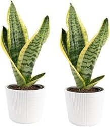 Costa Farms Snake Plant Live Houseplants (2-Pack), Sansevieria in Decor Pots, Live Indoor Plants for Low Light, Easy Care Succulents for Plant Shelf, Home Decor & Office Desk, 8-12 Inches Tall