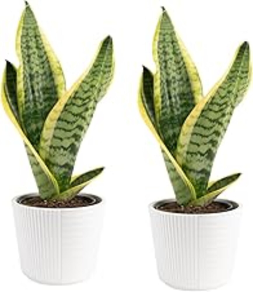 Costa Farms Snake Plant Live Houseplants (2-Pack), Sansevieria in Decor Pots, Live Indoor Plants for Low Light, Easy Care Succulents for Plant Shelf, Home Decor & Office Desk, 8-12 Inches Tall