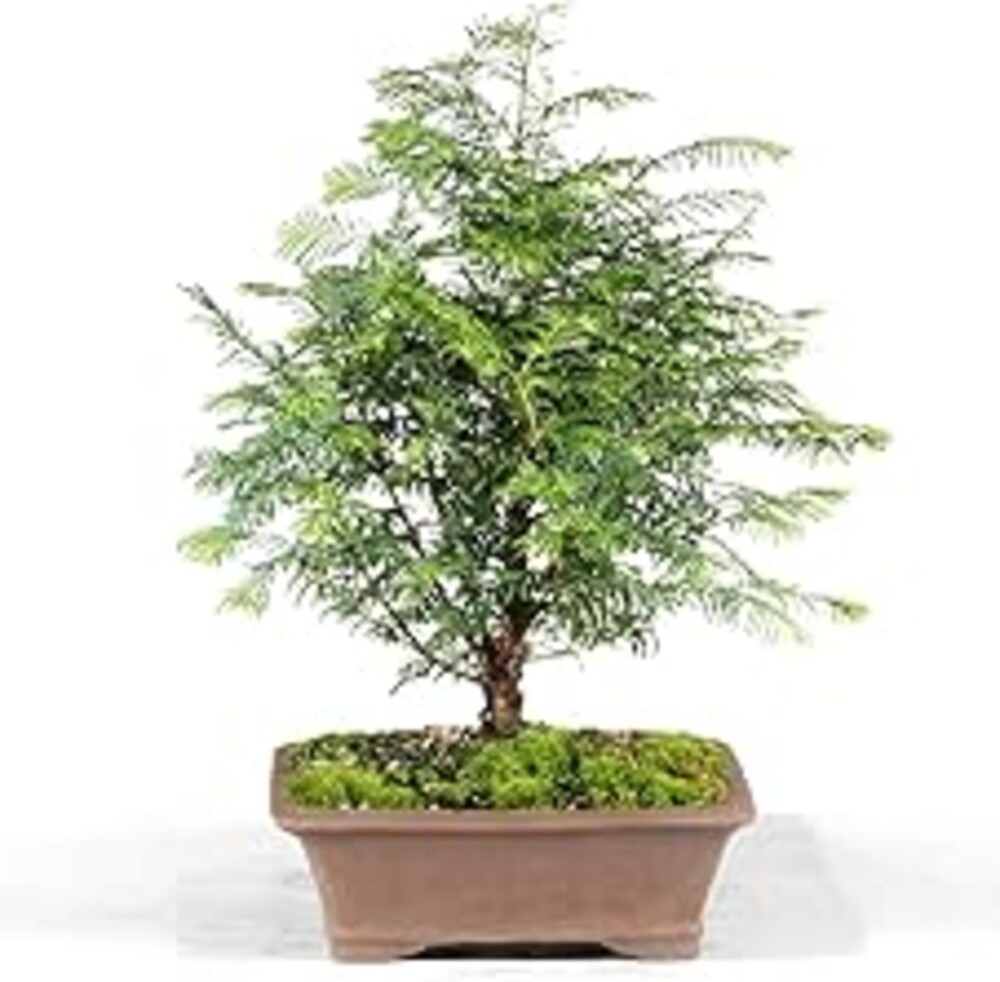 Brussel's Bonsai - Live Dawn Redwood Bonsai Tree in Ceramic Bonsai Pot, Outdoor Bonsai Tree Live Plant, 3 Years Old, 14-20 Inches Tall, Easy Care Bonsai for Patio Garden (Medium)