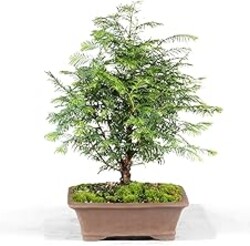Brussel's Bonsai - Live Dawn Redwood Bonsai Tree in Ceramic Bonsai Pot, Outdoor Bonsai Tree Live Plant, 3 Years Old, 14-20 Inches Tall, Easy Care Bonsai for Patio Garden (Medium)