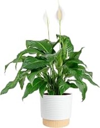 Costa Farms Peace Lily Live Plant in Decorative Pot, Large Air Purifying Flowering Indoor Houseplant, Perfect for Home, Room, or Office Decor, Great House Warming or Birthday Gift, 2-3 Feet Tall