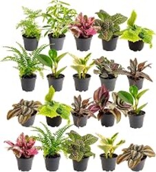 Costa Farms Mini Live Indoor Houseplants (20-Pack), Starter Plants in Nursery Pots, Assorted Foliage Mix (Varieties May Vary), Bulk Tiny Plants for DIY Terrariums, Party Favors, and Home Office Decor