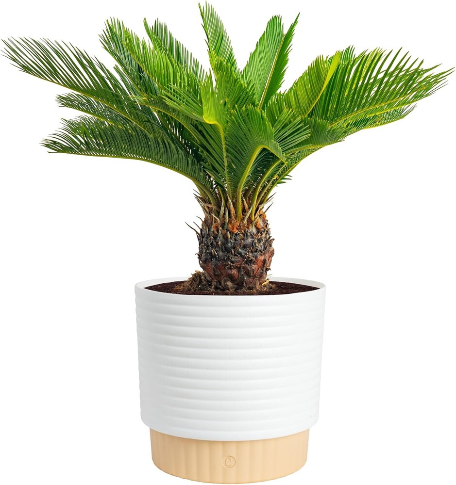 Costa Farms Sago Palm Live Plant in Decorative Pot, Easy to Maintain Large Indoor Houseplant, Perfect for Home, Room, or Office Decor, Great House Warming or Birthday Gift, 2-3 Feet Tall