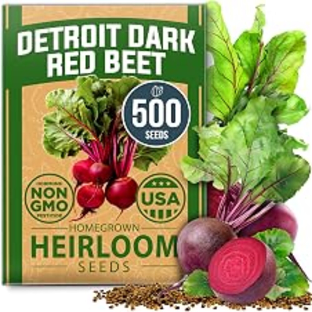 HOME GROWN Detroit Dark Red Beet Seeds 500+ Heirloom Non GMO Seeds for Planting, High Germination, Sweet & Tender Root Vegetable, Edible Greens, Canning, Pickling, Winter Storage (Beta vulgaris)