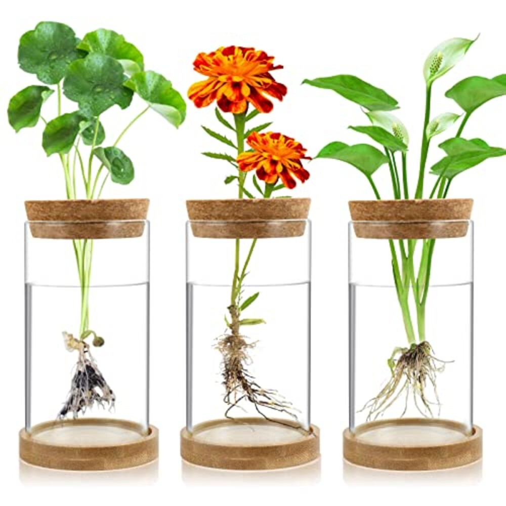 Plant Propagation Stations 3 Pack Plant