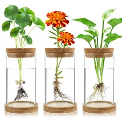 Plant Propagation Stations 3 Pack Plant