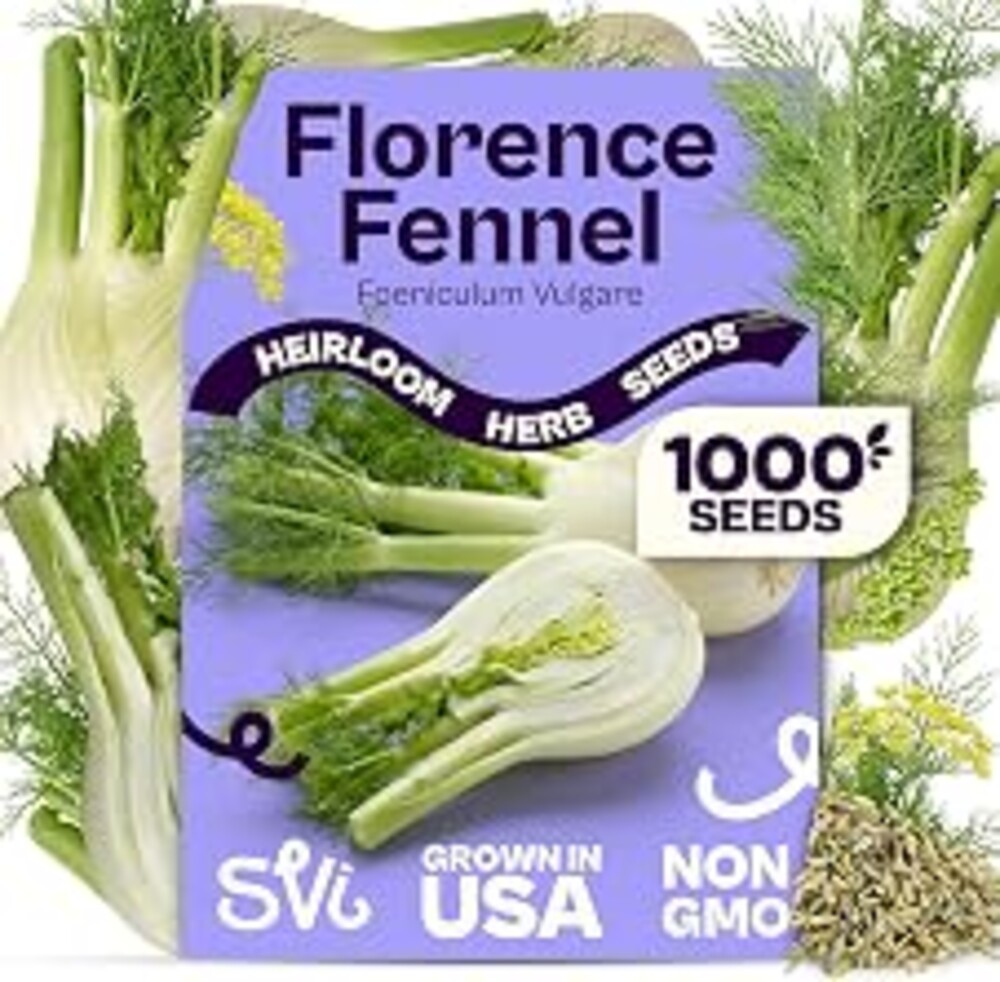 SVI 1000 Florence Fennel Seeds (Foeniculum vulgare) – Sweet Fennel Seed Packets Bulk Natural Herbs – Open Pollinated Heirloom Herb Seeds, Full Sun Outdoor Herb Garden & Indoor Herbs, Containers