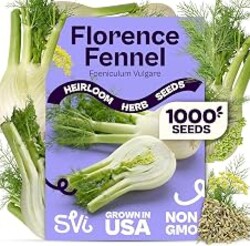 SVI 1000 Florence Fennel Seeds (Foeniculum vulgare) – Sweet Fennel Seed Packets Bulk Natural Herbs – Open Pollinated Heirloom Herb Seeds, Full Sun Outdoor Herb Garden & Indoor Herbs, Containers