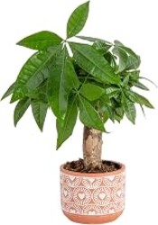 Costa Farms Money Tree, Live Indoor Plant, Easy Care, 10-in. Tall | Living good-luck tree, low-maintenance and forgiving. Great indoor houseplant. Ideal housewarming or birthday gift.