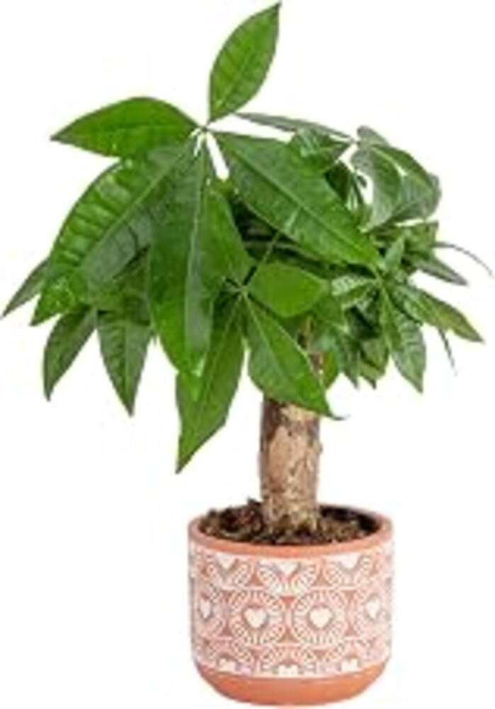 Costa Farms Money Tree, Live Indoor Plant, Easy Care, 10-in. Tall | Living good-luck tree, low-maintenance and forgiving. Great indoor houseplant. Ideal housewarming or birthday gift.