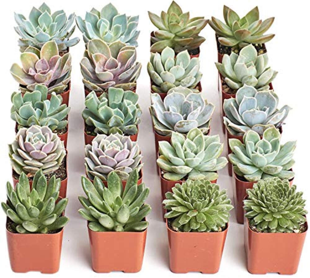 Shop Succulents Rosette Succulent Plant