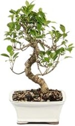 Brussel's Bonsai - Small Ficus Live Bonsai Tree, Potted Indoor Plant | 4 Years Old, 5" - 8" Tall, Decorative Potted Plant, Ready to Display, Indoor Plant for Home or Office